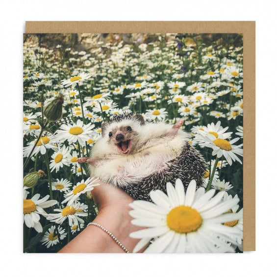 Hedgehog in a Daisy Field Card