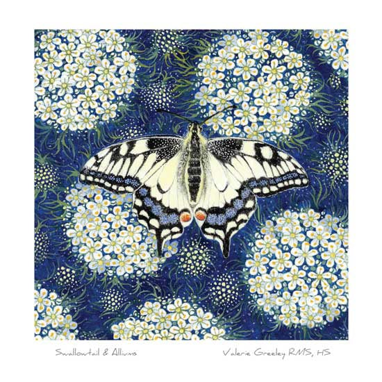 Swallowtail & Alliums Card
